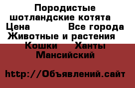 Породистые шотландские котята. › Цена ­ 5 000 - Все города Животные и растения » Кошки   . Ханты-Мансийский